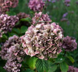 Beautiful countryside gardens in our grounds | Vaulty Manor | Essex